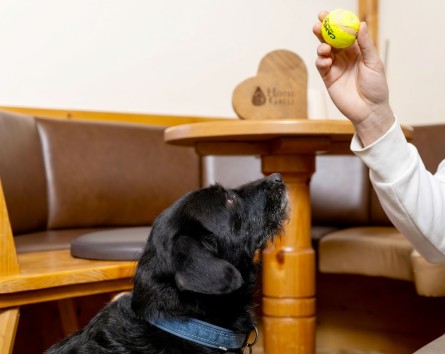Hotel pet friendly